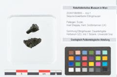 Foto (Objekt + Etikett) von Sequoia bowerbankii Ettingshausen (NHMW-GEO-2024-0188-8955)